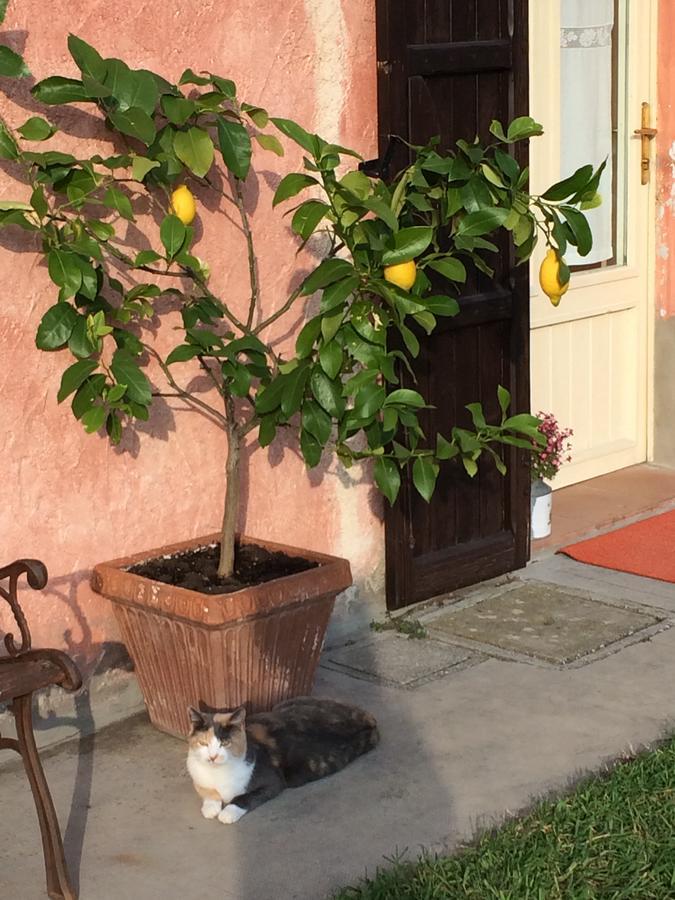 Gasthaus Agriturismo Il Pettirosso Forlì Exterior foto