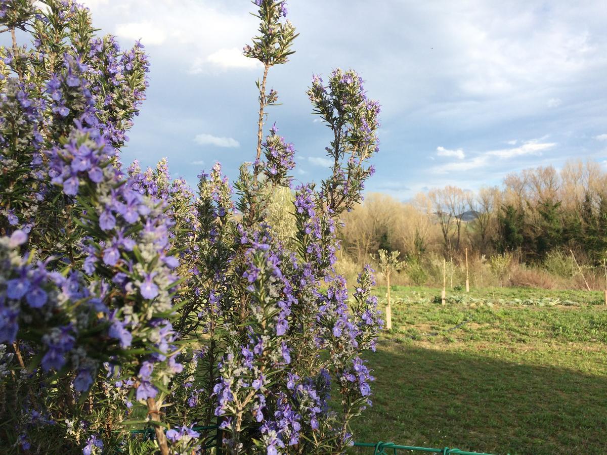 Gasthaus Agriturismo Il Pettirosso Forlì Exterior foto